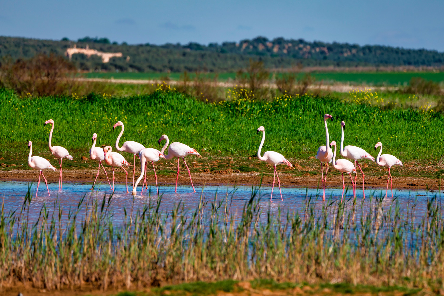 Laguna de Fuente de Piedra