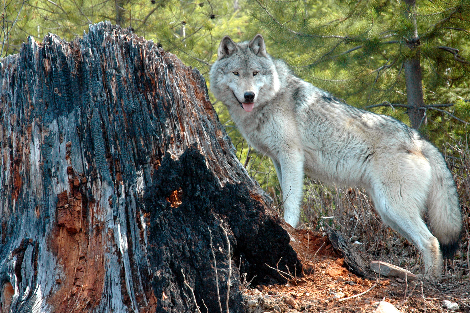 Lobo Park Antequera